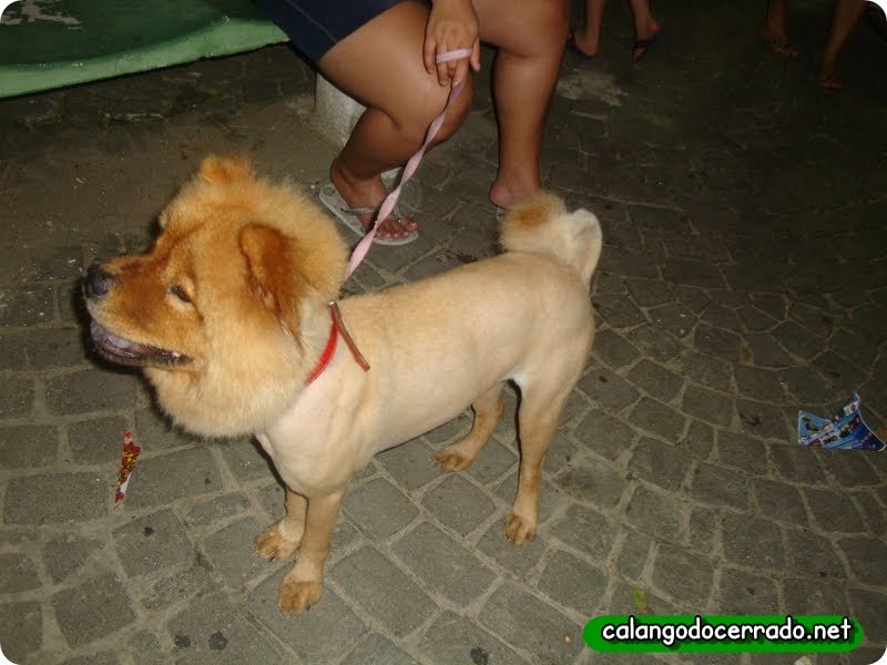 Transformando seu cão em uma fera... - 03/04/2011