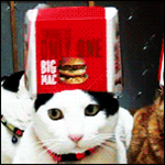 Gatos ou bigmac?