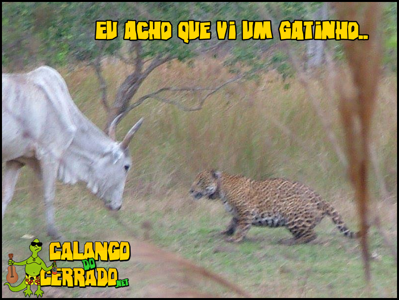 https://www.calangodocerrado.net/wp-content/uploads/2011/10/Acho-2Bq-2Bvi-2Bum-2Bgatinho.png