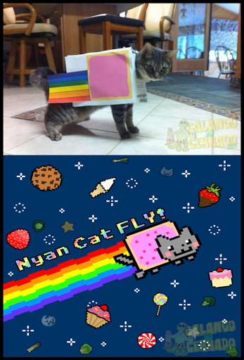 https://www.calangodocerrado.net/wp-content/uploads/2011/10/Nyancat.png