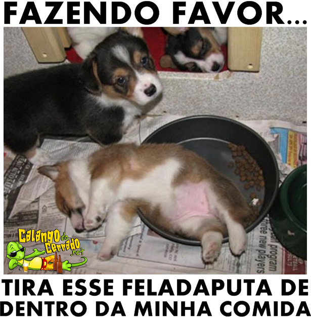 Cachorro folgado