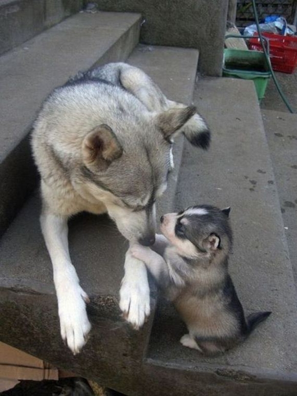 Mundo Animal - Tal pai, tal filho...