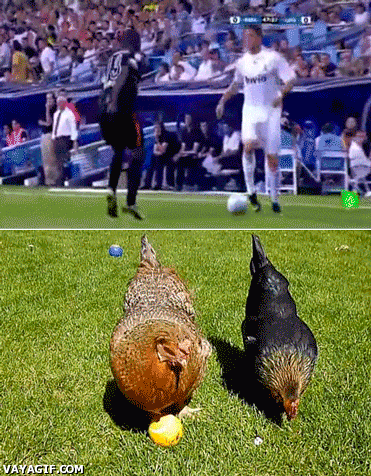Cristiano Ronaldo, achei sua galinha!