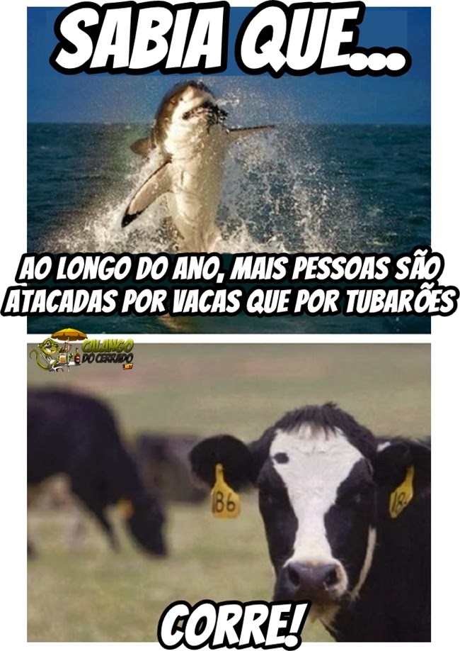 A verdade sobre as vacas...