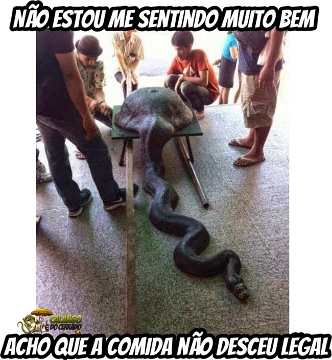 A cobra que não tinha limites...