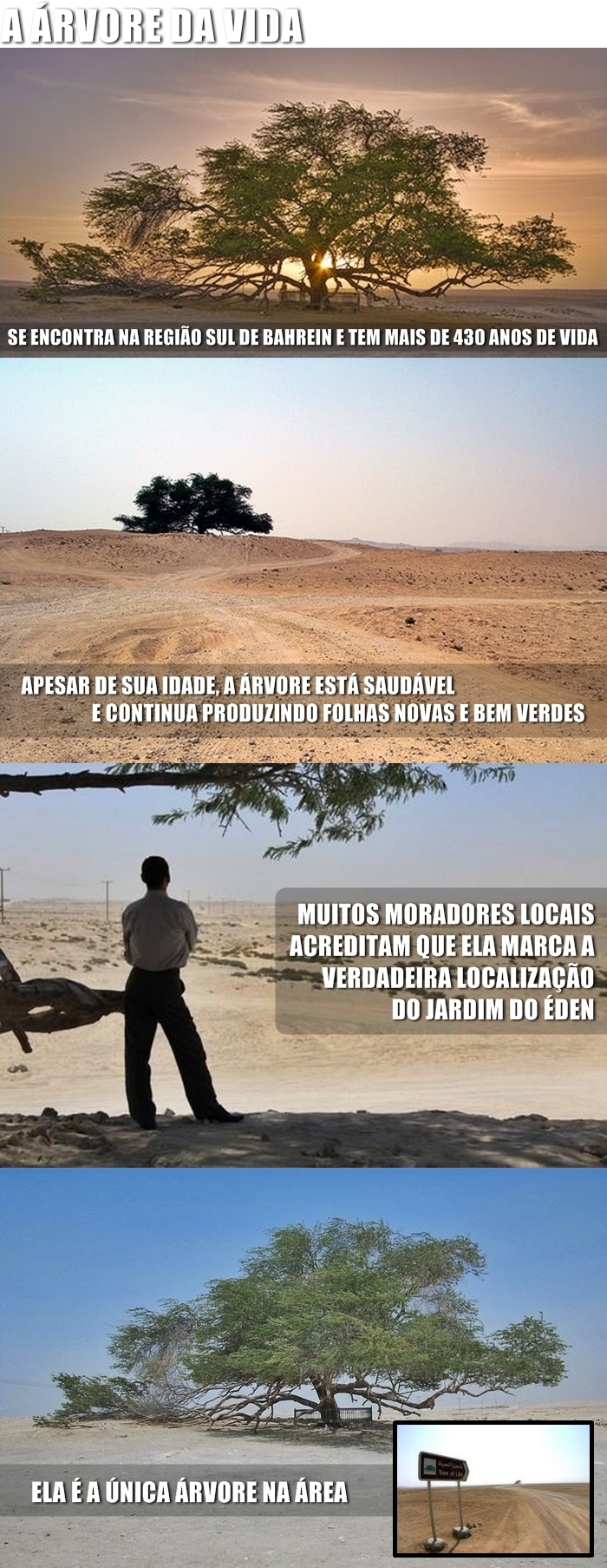 Árvore da vida